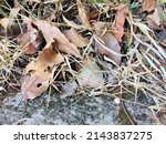 Dried Leaves Piled Up On The...