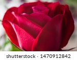 Small photo of Red rose close-up shot at aleatory flower shop. Macro photography did on february, 14, 2016.