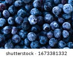 multiple frozen blueberries background - blue frosted blueberries pattern. 