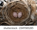 Small photo of bird's nest with two eggs inside . bird 's nest . the eggs of streak eared bulbul bird in nest .