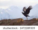 Andean Condor Lands On The...