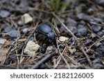 Small photo of Shagreen ground beetle in dry foliage and branches.