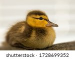 A Duckling Is A Baby Duck....