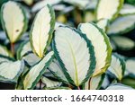 Small photo of The leaves of the Calathea picturata Argentea. The leaves are dark green above, purple below, marked heavily with silver along the veins and midriff. It's also used as a houseplant.