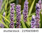 Small photo of Liriope muscari “Moneymaker”. This plant produces violet flowers and blooms in the period August-October. It's also know as big blue lilyturf, lilyturf, border grass, and monkey grass.