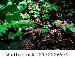 Small photo of The spotted salamander, the spotted lizard - a species of the tailed amphibian from the salamanders family with a wide range of occurrence. The largest European representative of the tailed amphibians