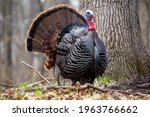 Turkey in michigan forest ...
