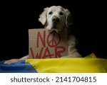 Golden Retriever dog with flag of Ukraine and 