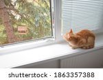 Cat Looking From Window. Cat...
