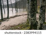 Small photo of Flooded shoreline forest near lake Bohinj during the flood event in November 2023, when the water was about 2m above normal level