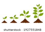 gradual growth of the plant.... | Shutterstock .eps vector #1927551848