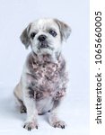 Small photo of Old white Shih Tzu dog with skin disease, hair fall, black skin color, spotted with a rash on the dog's skin, mangy skin taken close to the white background.