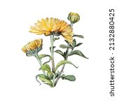 Watercolor Yellow Chrysanthemum ...