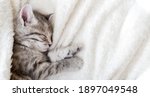 Cute Tabby Kitten Sleeping On...