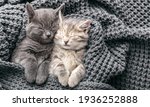 Couple Cute Kittens In Love...
