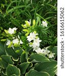 Small photo of Blooming White Lily Annamari Dream