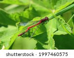 A Red Damselfly Resting On A...