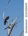 Redheaded Woodpecker With A...