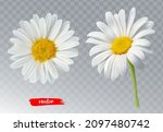 two chamomile flowers on... | Shutterstock .eps vector #2097480742