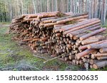 Natural wooden logs cut and stacked in pile, felled by the logging timber industry. Trunks of felled trees are prepared for transportation on a timber truck. Commercial woodland tree cutting and
