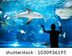 Kid watching the shoal of fish swimming in oceanarium