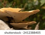 Small photo of Giant forest mushrooms Dryad's saddle, Pheasant's hind mushroom, Scaly polyporus, Polyporus squamosus, Cerioporus squamosus on a tree trunk