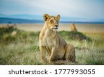 Lion And Lioness In Masai Mara...
