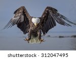 Bald Eagle Landing Over Water