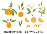oranges set. exotic tropical... | Shutterstock .eps vector #1879412692