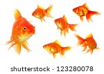 Collection Of Goldfish Isolated ...