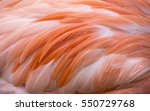 Pink Flamingo Color Isolated