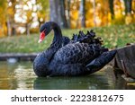 a black swan swims on a lake with yellow leaves on a beautiful autumn, sunny day. the bird is cleaning its feathers.