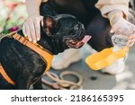 Small photo of Black french bulldog retriever dog drinking water from a drinker. Summer hot dogs outdoors in the park drink