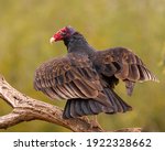 Turkey Vulture Is Seen On Perch