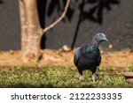 Rock Pigeon Or Indian Common...