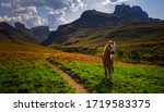Horse In The Drakensberg South...