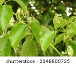 Small photo of A close up shot of camphor laurel seeds and leaves with pollens. Cinnamomum camphora is a species of evergreen tree that is commonly known under the names camphor tree, camphorwood or camphor laurel.