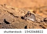  the deer mouse peromyscus...