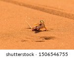 Little Desert Lizard On A Sand...