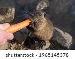 Nutria Eating A Carrot. On...
