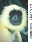 Small photo of close up view of a male northern gray langur or hanuman langur (semnopithecus entellus), looking at the camera