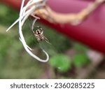 Small photo of A stealthy spider meticulously weaves intricate silk threads, crafting a glistening masterpiece, nature's web of life at charkhi dadri, haryana on 12 September 2023