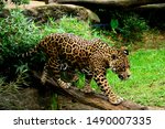 Jaguar  Panthera Onca  ...