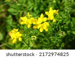 Close up of yellow flowers of...