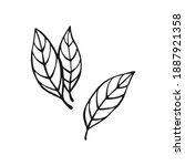 hand drawn bay leaves. design... | Shutterstock .eps vector #1887921358