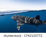 Small photo of Whale Shark split shot on a calm glassy day on the Ningaloo Reef, Western Australia
