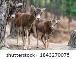 Deer Family In The Forest And...