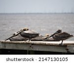 Group Of Adult Brown Pelicans...