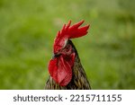Rooster Portrait On Isolated...