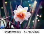 White Narcissus Flower...